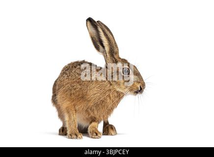 Europäischer Hase, lepus europaeus, auch bekannt als Braunhase, hockt und blickt nach rechts Stockfoto