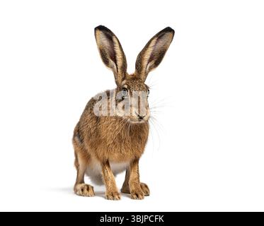 Brauner Europäischer Hase, Lepus europaeus, aufrecht sitzend mit wachsamen Ohren isoliert auf weiß Stockfoto