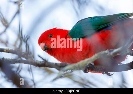 Foto eines rot gefiederten männlichen australischen King Parrot, der auf einem Baumzweig in einem Garten in den Blue Mountains in NSW, Australien sitzt. Stockfoto