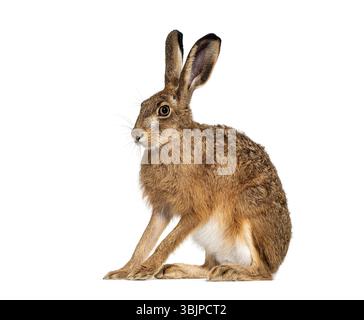 Seitenansicht eines europäischen Hasen oder Braunhasen, lepus europaeus, aufmerksam sitzend und wegschauend auf weißem Hintergrund Stockfoto