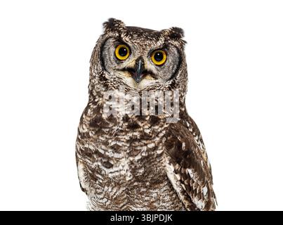 Kopfaufnahme eines gefleckten Uhus, Bubo africanus oder Afrikanischen gefleckten Uhus, der in die Kamera schaut, isoliert auf weiß Stockfoto
