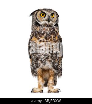 Großhorneule, Bubo virginianus saturatus, oder Tigereule, stehend und blickend, isoliert auf weiß Stockfoto