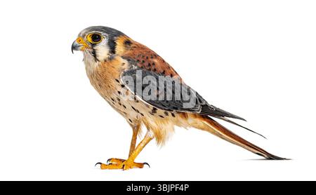 Seitenansicht eines amerikanischen Kestrel, Falco sparverius, isoliert auf weiß Stockfoto