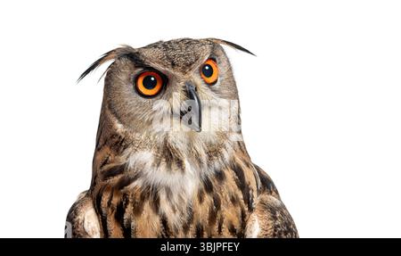Kopfaufnahme einer ausdrucksstarken eurasischen Uhu, Bubo Bubo, offener Schnabel, der mit seinen orangen Augen wegblickt, isoliert auf weiß Stockfoto