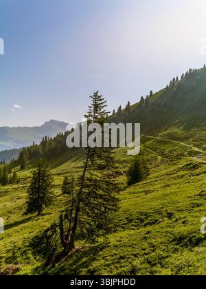 Eine Herde Kühe grasen im Sommer hoch oben in einem Alpental in der Schweiz Stockfoto