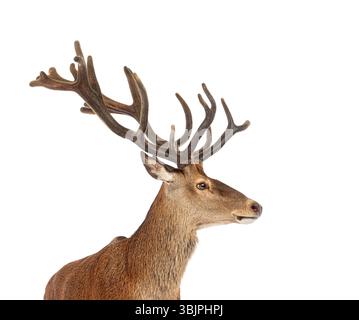 Rothirsch, Cervus elaphus, zeigt sein Geweih auf weißem Hintergrund Stockfoto