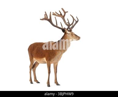 Majestätischer Rothirsch, Cervus elaphus, mit großen Geweihen vor weißem Hintergrund Stockfoto