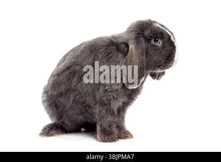 Studio-Aufnahme eines entzückenden grauen Mini-Lop-Kaninchens, der vor weißem Hintergrund sitzt Stockfoto
