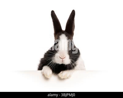 Schwarz-weißes Häschen, das über ein weißes Banner blickt, isoliert auf weiß Stockfoto