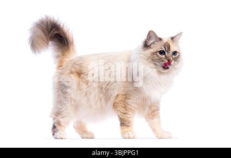 Entzückende birmankatze, die sich beim Gehen die Nase leckt, isoliert auf einem weißen Hintergrund, mit flauschigem Fell und fesselnden blauen Augen Stockfoto