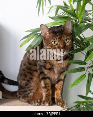 Schöne bengalische Katze, die in der Nähe einer grünen Pflanze sitzt und die ruhige Atmosphäre genießt Stockfoto