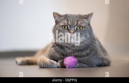 Graue britische Kurzhaarkatze, die auf dem Boden liegt und mit rosa Ball spielt Stockfoto