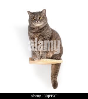 Graue britische Kurzhaarkatze, die auf einem kleinen Holzregal vor weißem Hintergrund sitzt und den Schwanz nach unten hängt Stockfoto
