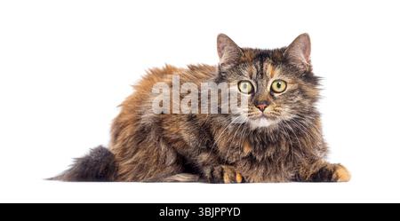 Langhaarige Katze liegend und starrend, isoliert auf weißem Hintergrund Stockfoto