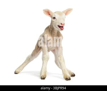 Niedliches blödes Lamm, das seine Beine spannt, isoliert auf weißem Hintergrund, zwei Tage alt Stockfoto
