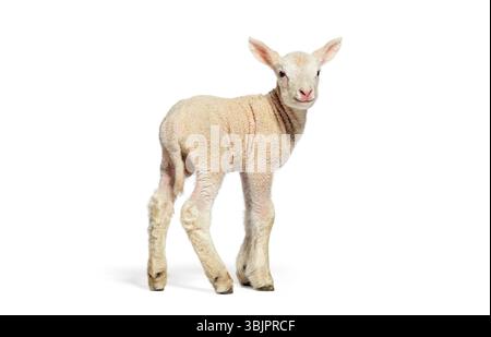 Entzückendes Lamm, das auf weißem Hintergrund steht und über die Schulter blickt Stockfoto
