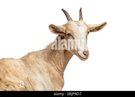 Hausziege mit kleinen Hörnern, die auf weißem Hintergrund stehen und nach hinten schauen Stockfoto
