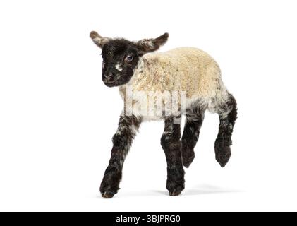 Bezaubernde, vier Tage alte Schafe, die vor Begeisterung laufen und ihre verspielte Natur vor einem sauberen weißen Hintergrund zeigen Stockfoto