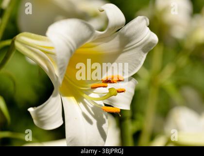 Einzelne weiße Tigerlilie oder Lilium lancifolium Blume Detail Nahaufnahme Stockfoto