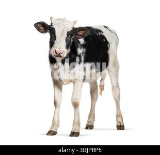 Bezauberndes schwarz-weißes Holstein Friesian Kalb stehend, isoliert auf weißem Hintergrund Stockfoto