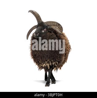 Dunkelbraunes Jakob-Schaf mit vier Hörnern auf weißem Hintergrund Stockfoto