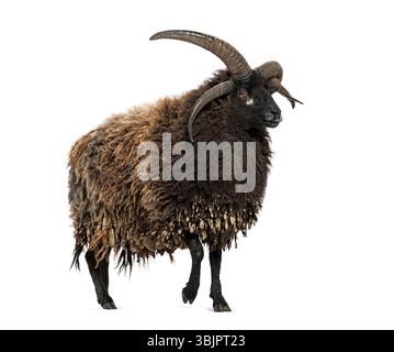 Jakob-Schafe mit vier Hörnern, die auf weißem Hintergrund laufen Stockfoto