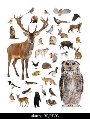 Vielfältige europäische Tierwelt in einer detaillierten Collage mit einem majestätischen Rothirsch, einem intensiven eurasischen Uhu und anderen Tieren auf einem sauberen wh Stockfoto