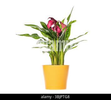Blühende rosa und violette Zantedeschia calla Lilie Pflanze wächst in einem gelben Topf, isoliert auf weißem Hintergrund Stockfoto