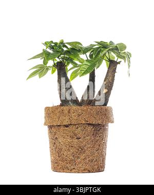 Studio-Aufnahme einer Pachira aquatica, auch bekannt als Geldbaum und Malabar-Kastanie, wächst in einem biologisch abbaubaren Topf auf weißem Hintergrund Stockfoto