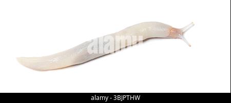 Albino- oder Farbvariationscandida einer Leopardenschnecke, limax maximus, krabbelnd auf weißem Hintergrund Stockfoto