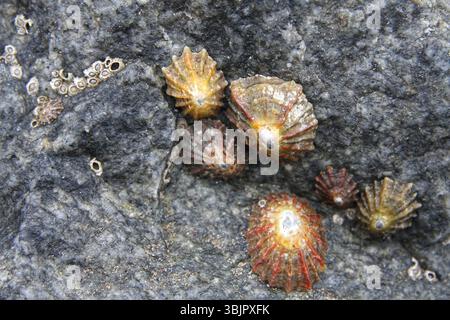 Farbenfrohe Limettenschalen und Nabenkörper, die an grauem Felsen befestigt sind Stockfoto