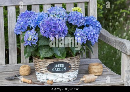 Blaue Hortensie macrophylla in einem Korb auf der Gartenbank Stockfoto