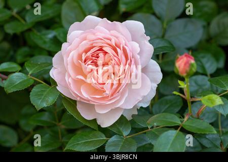 Englische Strauchrose Wildeve in Aprikosenmakro Stockfoto