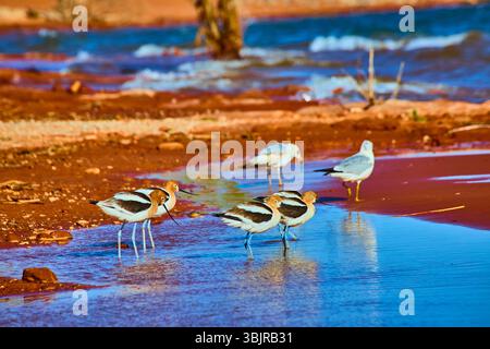 Amerikanische Avocets und Möwen in Bewegung am Lake Shoreline Eye Level View Stockfoto