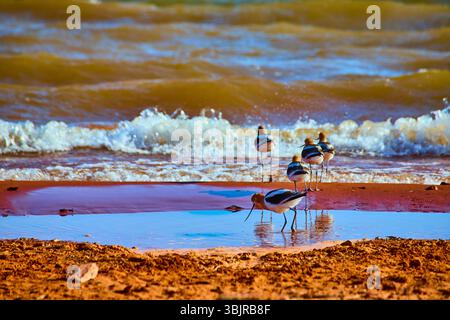 Amerikanische Avocets, die mit Waves Eye Level Perspektive auf die Küstenbewegung aufspüren Stockfoto