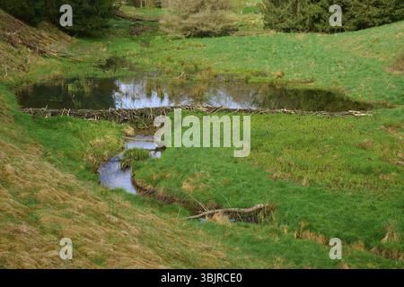 Ein kleiner Teich mit Biberdamm inmitten einer grünen Wiese, Frühling, Weibersbrunn, Spessart, Bayern, Deutschland, Europa Stockfoto