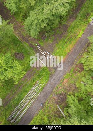 Luftaufnahme einer Schafherde auf einem Waldweg neben liegenden Baumstämmen, Gechinger Waldweide, Kompensationsprojekt für die Hermann-Hessener Eisenbahn Stockfoto