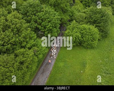 Luftaufnahme einer Schafherde auf einem Waldweg umgeben von dichtem Grün, Gechinger Waldweide, Kompensationsprojekt für die Hermann Hesse ra Stockfoto