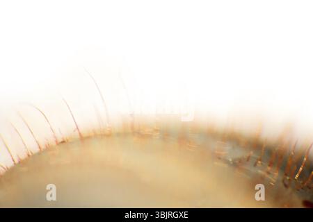 Borsten, Spitzen, Federn, pedipalpi, empfindliche Teile der Larve des möglicherweise Fehler, Ultra Makro, isoliert auf weißem Stockfoto