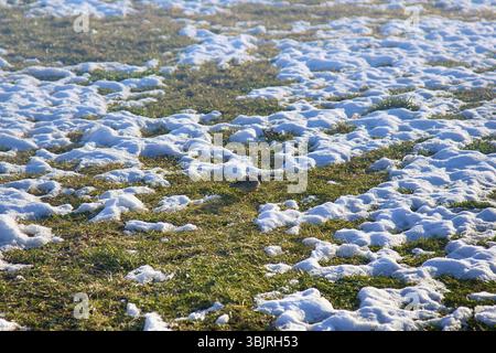 Herald Spring. Der erste frühe Vogel (eurasische Himmellarche (Alauda arvensis) kam aus dem Süden und ernährt sich von aufgetautem Schnee. Phenologie Stockfoto