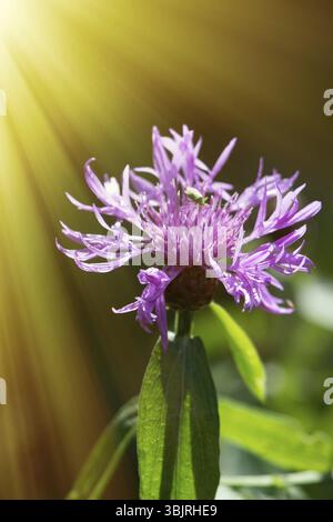 Sow-Thistle rosa Blume in der Sonne - Kanada Thistle (Cirsium arvense) - persistente Unkraut Stockfoto
