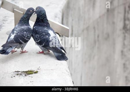 Frühling liegt in der Luft und Liebe ist überall Tauben küssen und Verpaarung. Paar einfache städtische Tauben Stockfoto