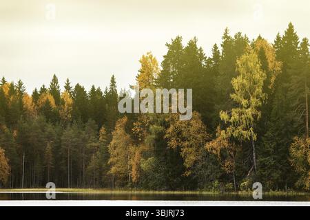 Reiche Auswahl an Farben der Herbst Wald am Ufer eines ruhigen See im leichten Nebel, Baum Spiegelungen im Wasser. Die Nostalgie der Herbsttage in Nord Stockfoto