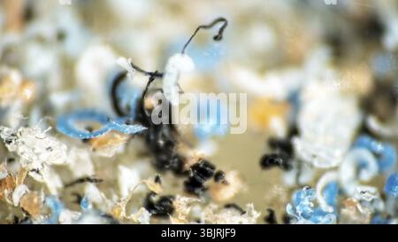 Kunststoff wird in Wasserbecken und schrittweise durch Sonne und Wellen zerstört. Plastische Teilchen sammeln sich in Felder und Klumpen auf der Wasseroberfläche und in der t Stockfoto