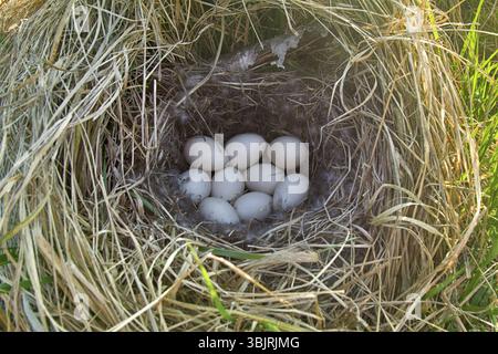 Stockenten Nest in trockenem Gras und der weichen. Ei auftritt Festlegung im April. Ostsee. Kupplung von neun weiße Eier Stockfoto