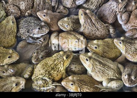 Chinesischer Bullfrog (Hoplobachus rugulosus) - Diese Frösche werden in Südostasien künstlich für die Nahrung gezüchtet. Thailändischer Markt. So genannte Feuchtmärkte Stockfoto