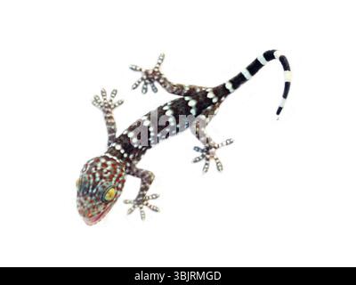Ein grauer Toki Gecko (Gekko Gecko) auf weißem Hintergrund isoliert Stockfoto