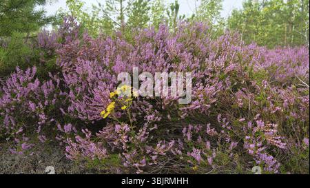 Kanada Milchdistel auf dem Hintergrund der blühenden Heidekraut Stockfoto