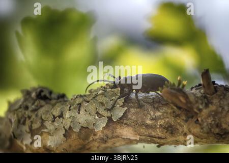 Longhorn Käfer krabbelte auf Eiche - starke Käfer und raue Rinde Stockfoto