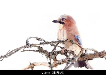 Gewöhnlicher jay (Garrulus glandarius) - Vogel auf weißem Hintergrund in verschiedenen Posen. Wald, Taiga Vögel, diebende Elster, schöner Vogel mit blauem Spiegel Stockfoto